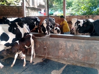 Bangladeshi cattle sellers find new challenge 